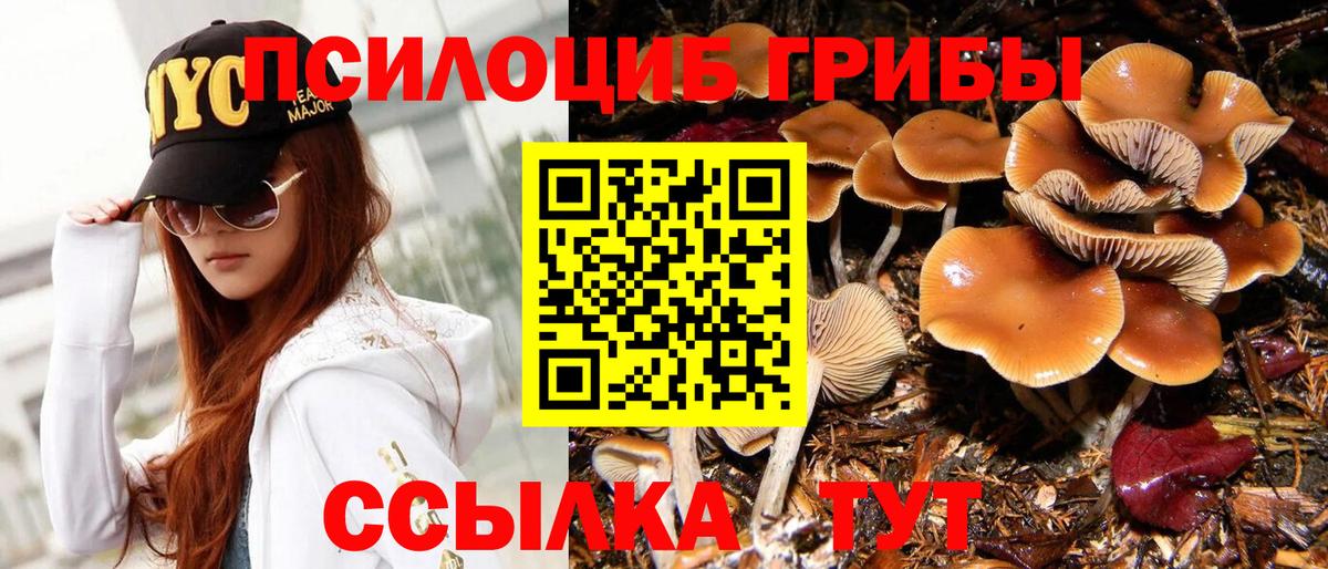 Псилоцибиновые грибы Psilocybe Кубинка